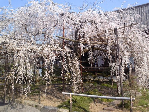 毘沙門堂の枝垂桜