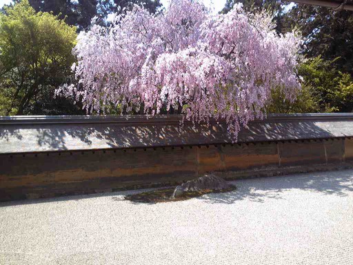 龍安寺の石底と枝垂桜