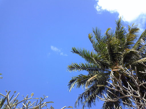 20090117 風景その３