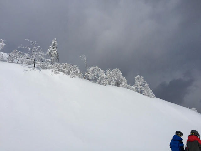 20150315 枝が風で揺れるとキラキラと音がします